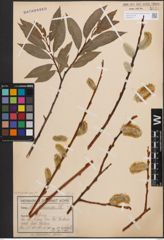 Foto von Salix daphnoides Vill.
